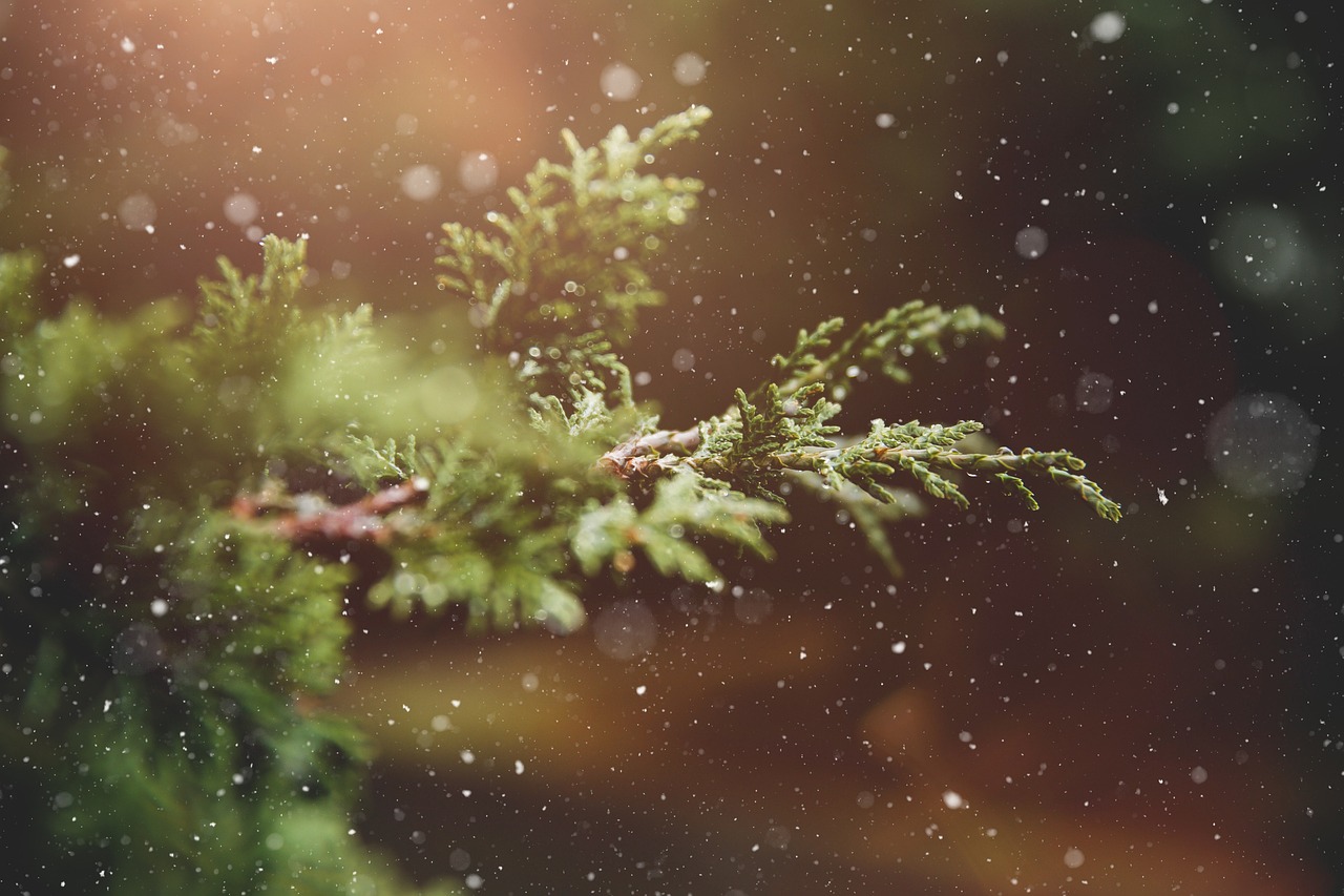 9 Plants That Stay Green in Winter