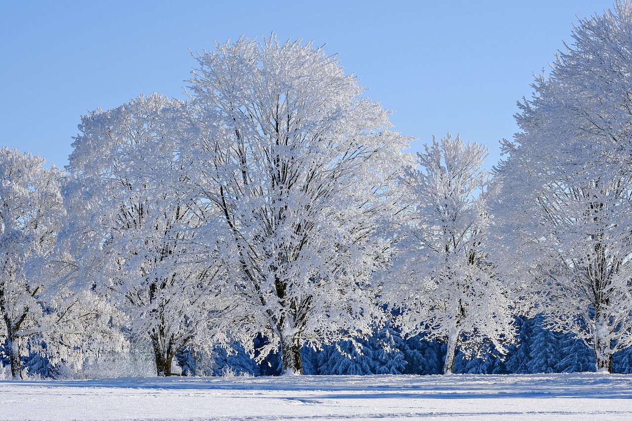 9 Plants That Stay Green in Winter