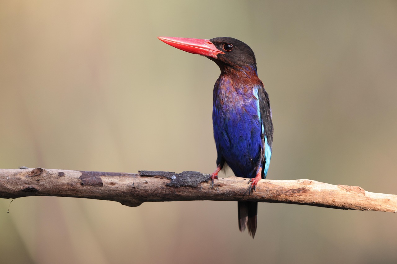 15 Awesome Things To Do In East Java, Indonesia