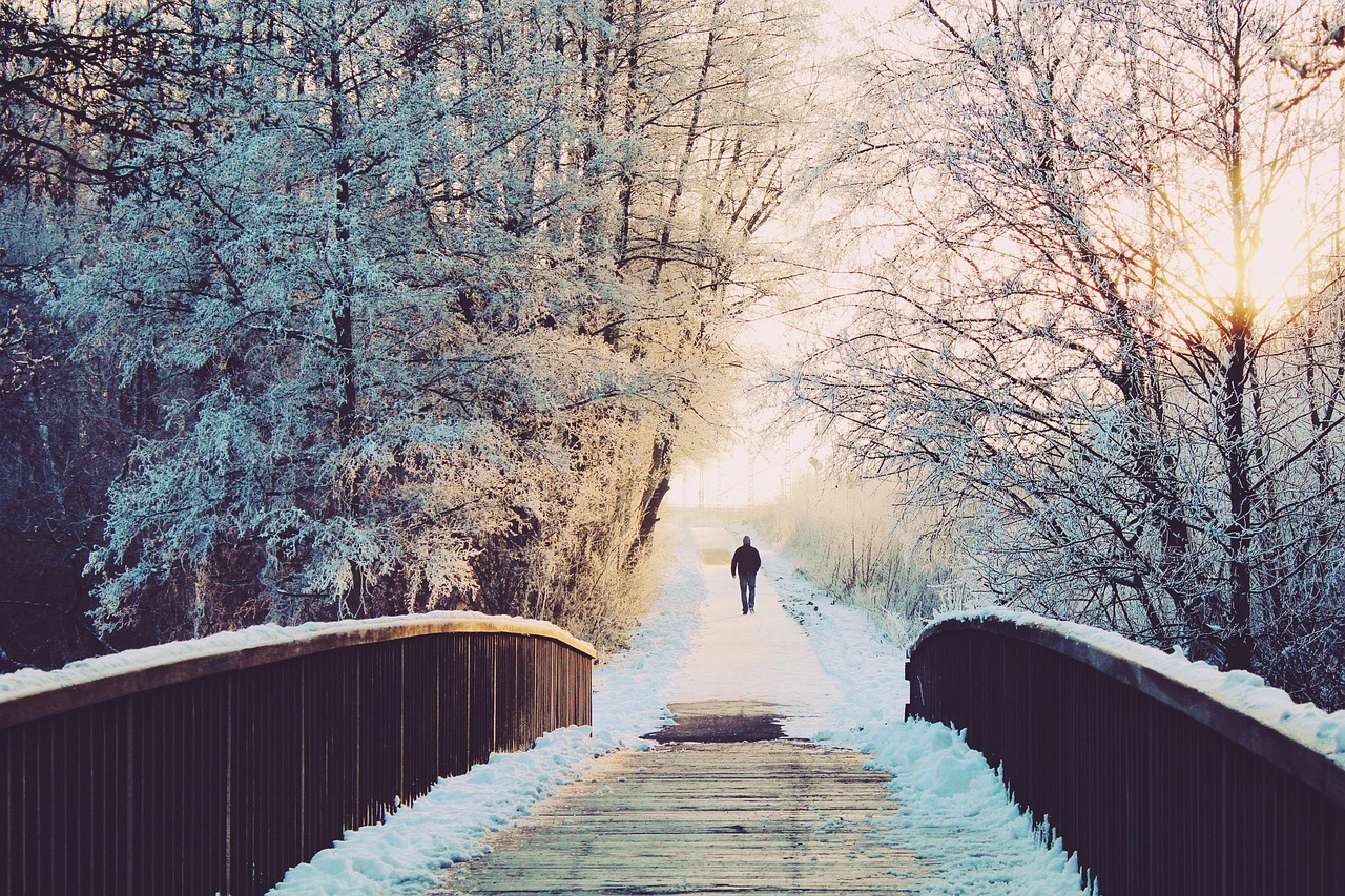 9 Plants That Stay Green in Winter