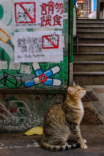 27 Awesome Things To Do In Hong Kong: The Bucketlist